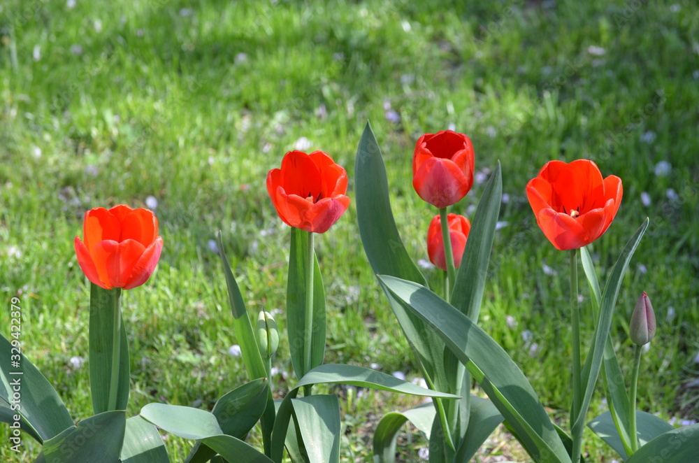 Fototapeta premium Top view of many vivid red tulips in a garden in a sunny spring day, beautiful outdoor floral background photographed with soft focus