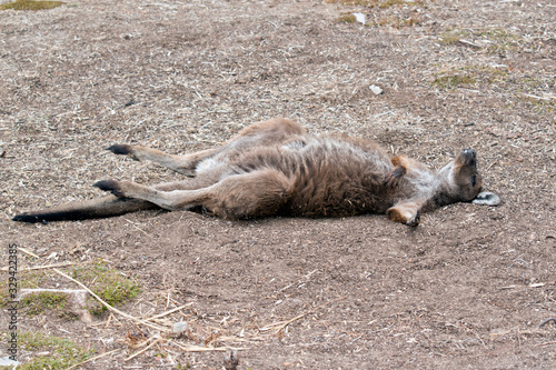 the kangaroo island-kangaroo is resting on his back