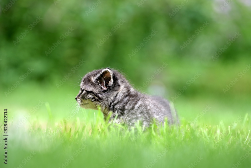 Die Welt erkunden. Getigerte Babykatze im Rasen Die Welt erkunden. Getigerte Babykatze im Rasen