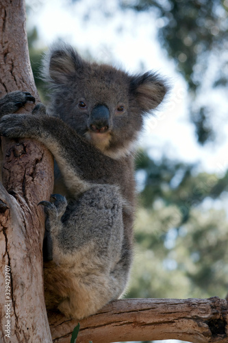 the joey koala is resting holding onto the tree