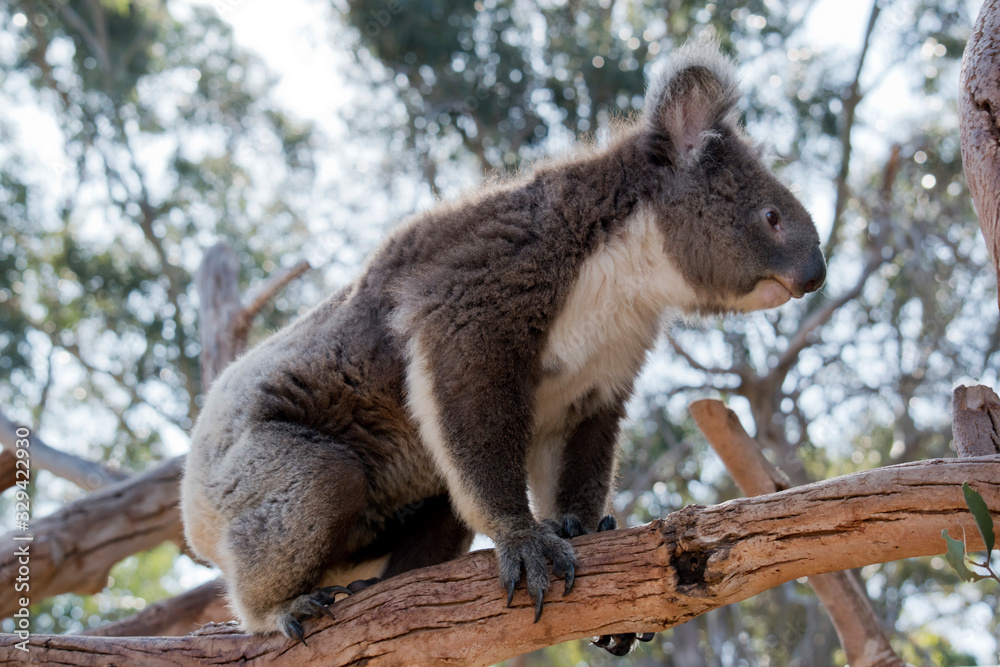 this is a side view of a koala this is a side view of a koala