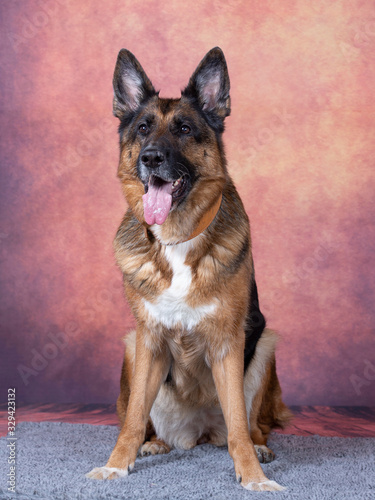 German shepherd dog portrait in a studio with colorful background.