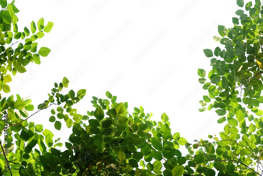 Tropical tree leaves with branches and sun light on white isolated background for green foliage backdrop Tropical tree leaves with branches and sun light on white isolated background for green foliage backdrop