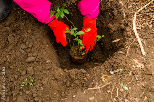 A young woman planting an bilberry tree in the garden near the house