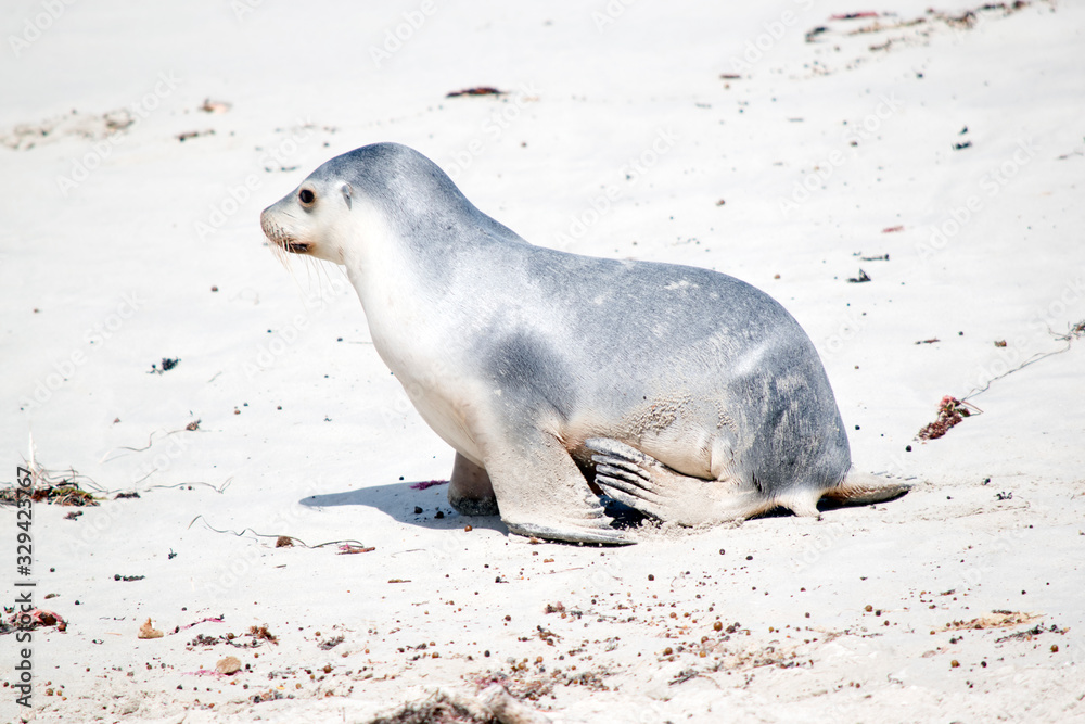 Fototapeta premium this is a side view of a young sea lion