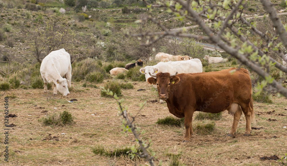 Obraz premium grazing cow
