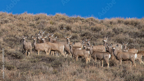 herd of deer