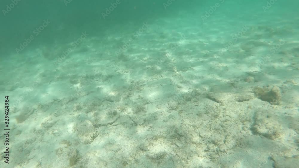 Tropical fish and clear water in Guadeloupe, Caribbean sea Tropical fish and clear water in Guadeloupe, Caribbean sea
