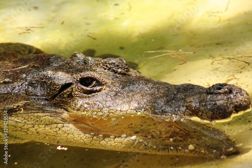 Crocodile open mouth showing teeth in water