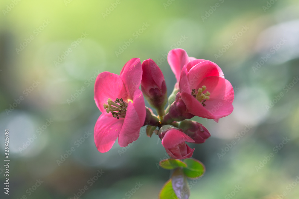 Fototapeta premium japanese quince pink springtime flowers