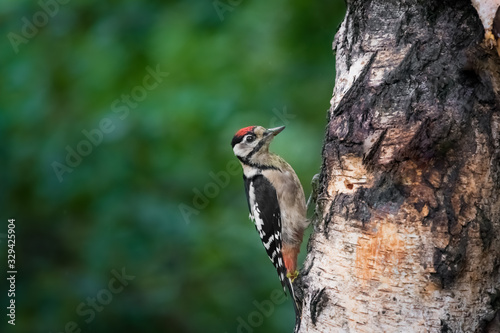 Buntspecht photo