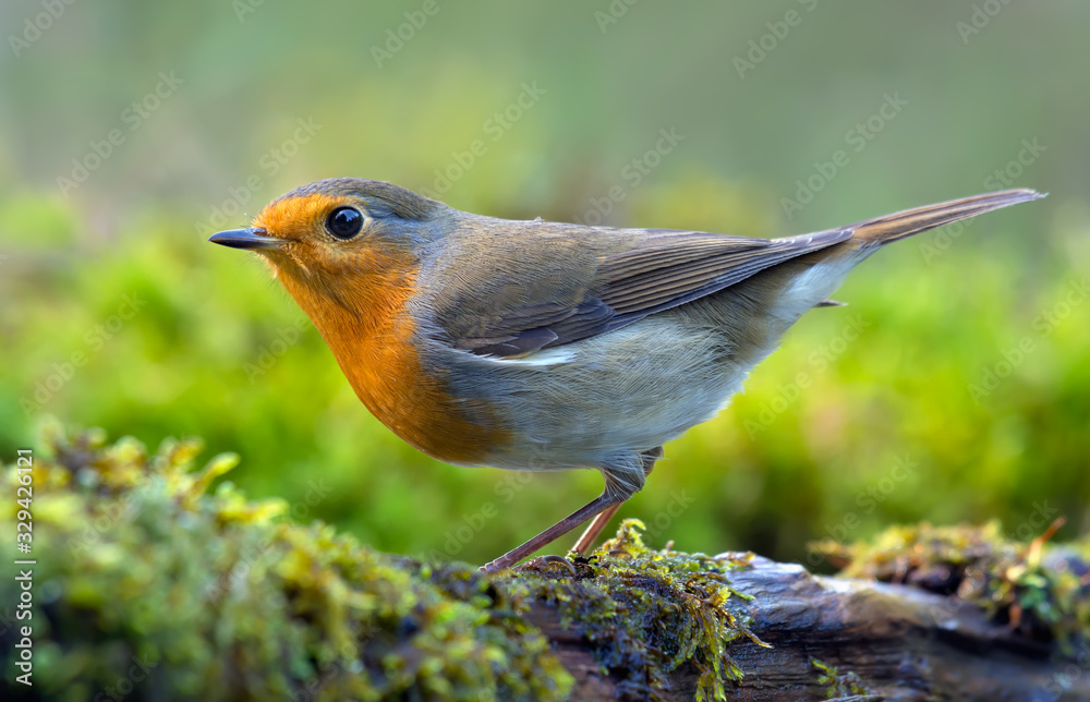 Fototapeta premium European Robin (erithacus rubecula) active posing on a dense green mossy tree branch near water