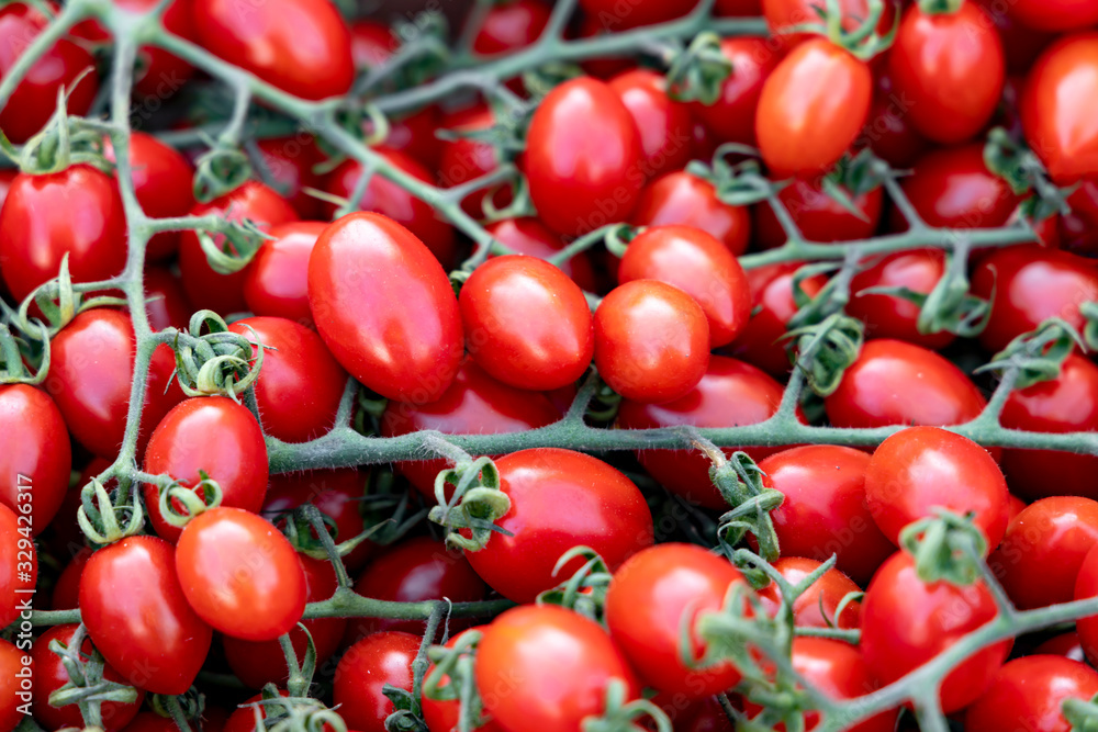 Chery tomatoes on the branches close-up. Background of ripe tomatoes.