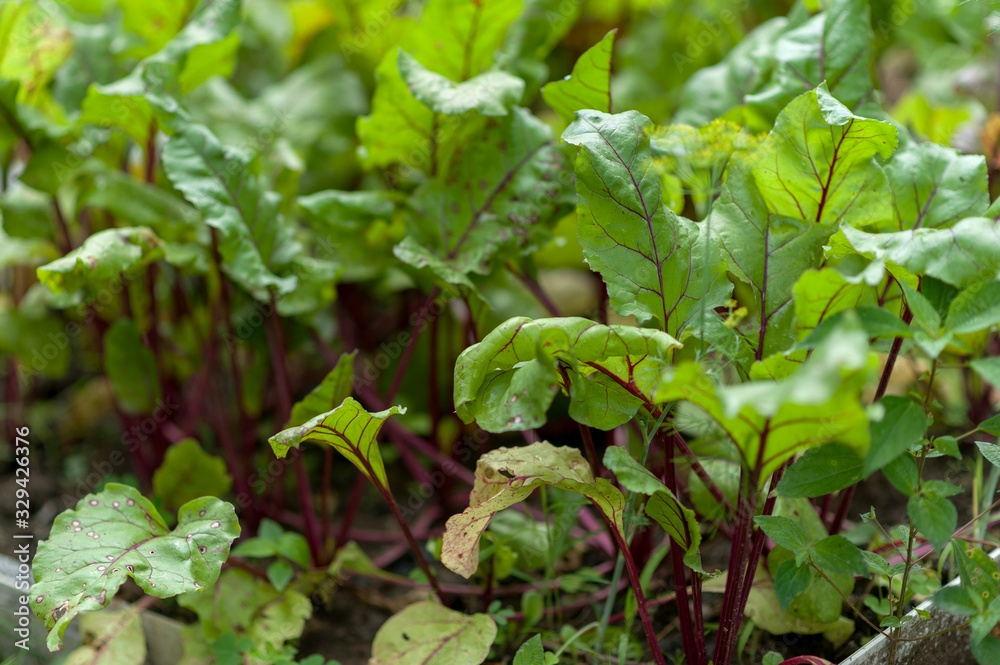 beets sprout in the ground beets sprout in the ground