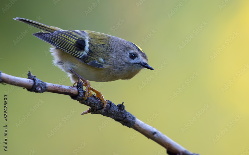 Naklejka premium Small Goldcrest (regulus regulus) perched on little twig in green forest 