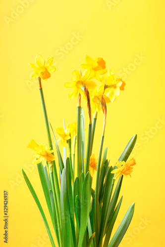 Bouquet of yellow daffodil on yellow background. Conceptual background with narcissus with copy space.