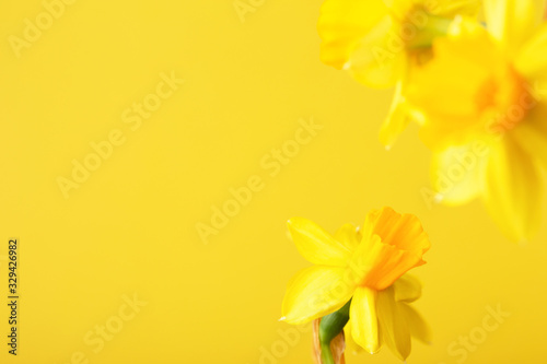 Yellow daffodil on yellow background. Conceptual background with copy space.