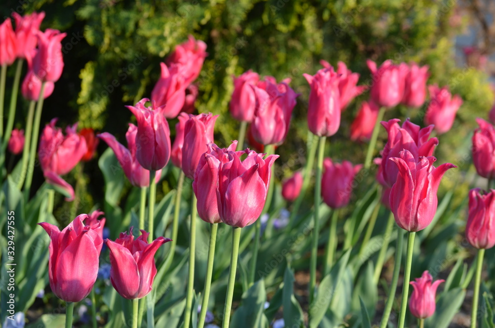 Side view of many vivid pink tulips in a garden in a sunny spring day, beautiful outdoor floral background photographed with soft focus