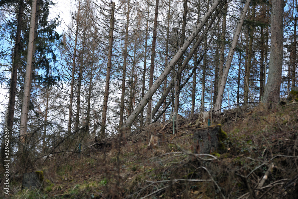 Schräg stehende Bäume im Wald nach Sturm im Westerwald - Stockfoto Schräg stehende Bäume im Wald nach Sturm im Westerwald - Stockfoto