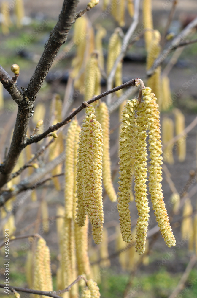 close-up of blooming male hazelnut flowers close-up of blooming male hazelnut flowers