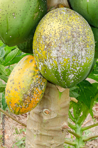 Fungal Infected Round papaya photo