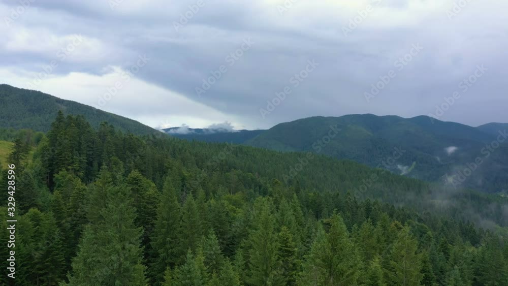 flying over the beautiful valley and cloudy evening pine forest flying over the beautiful valley and cloudy evening pine forest