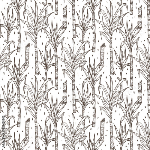 Hand Drawn Sugarcane Plants Vector Seamless Pattern. Sugar cane stalks with leaves endless background