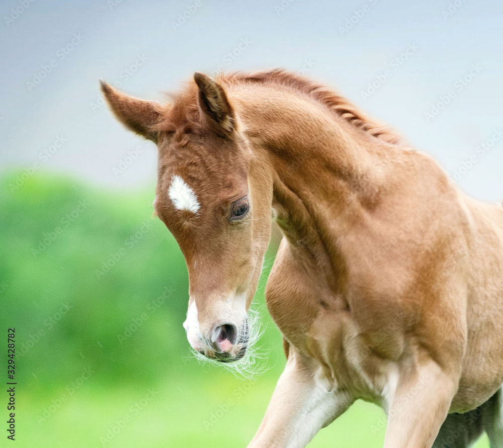 arabian horse filly colt arabian horse filly colt