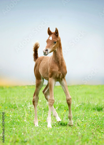 Cute horse colt baby