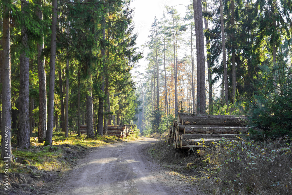 A dirt road in an autumnly forest A dirt road in an autumnly forest