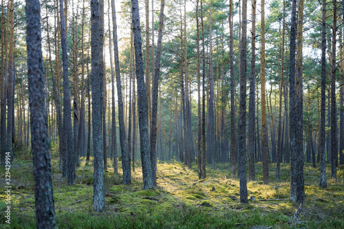 Fototapeta Naklejka Na Ścianę i Meble -  A tree scape in the forest