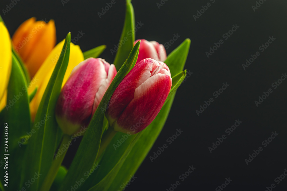 fresh tulips on black background close-up fresh tulips on black background close-up
