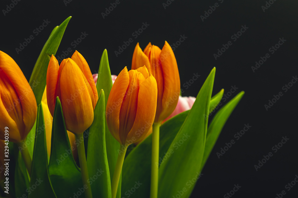 Naklejka premium fresh tulips on black background close-up