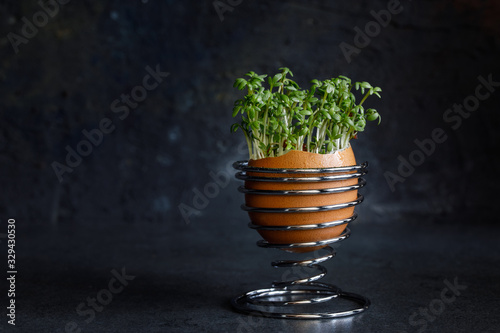 Cress salad in an egg stand photo