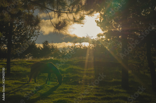 Horse under sunlight at sunset © Ronald