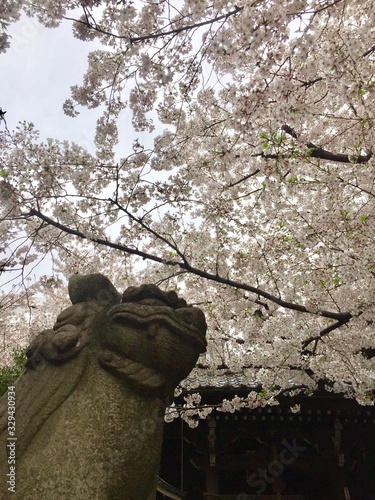 桜