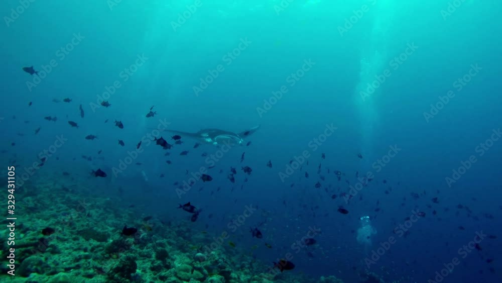 manta ray swimming next to scuba divers on the edge of the coral reef manta ray swimming next to scuba divers on the edge of the coral reef