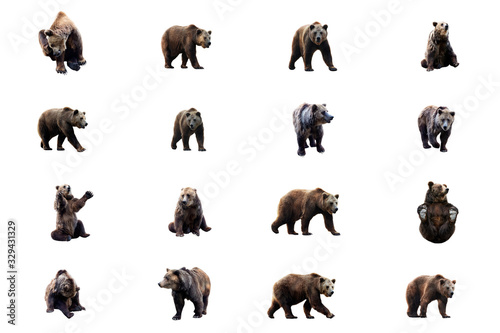 Set of brown bear over white background.