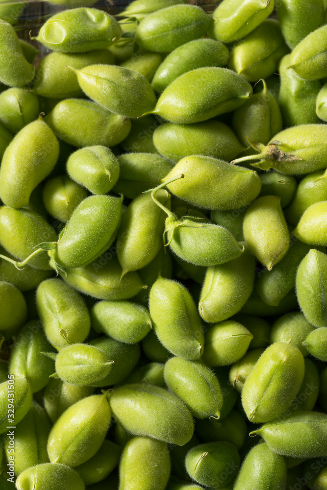 Raw Green Organic Garbanzo Beans Raw Green Organic Garbanzo Beans