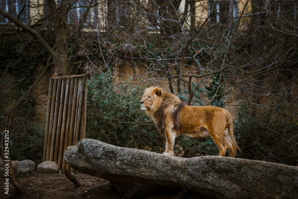 Proud Lion. Beautiful lion standing on a ston. Single lion looking regal standing proudly on a small hill. The king of beasts, a lion stands on a dais and looks into the distance at his domain Proud Lion. Beautiful lion standing on a ston. Single lion looking regal standing proudly on a small hill. The king of beasts, a lion stands on a dais and looks into the distance at his domain
