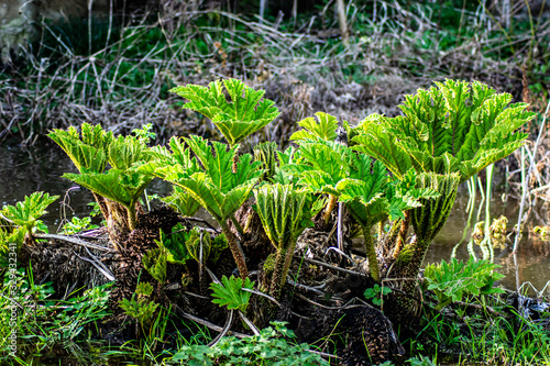 Vendée, France: nalca Gunnera tinctoria or pangue, is perennial plants of the family of Gunneraceae, plant with giant leaves. photo