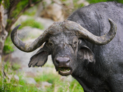 An African (or Cape) buffalo (Syncerus caffer) eats grass while having his mouth open in Serengeti Nationalpark