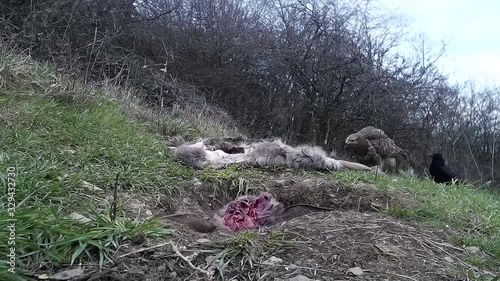 Mäusebussard und Rabenkrähe am Futterplatz in der Eifel photo