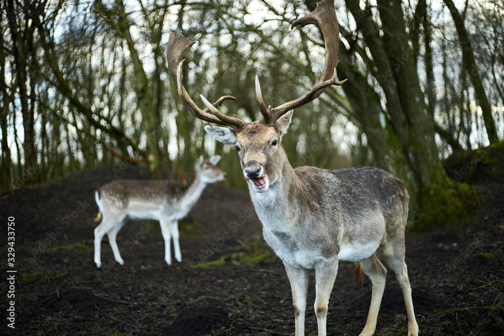 fallow deer in the forest fallow deer in the forest