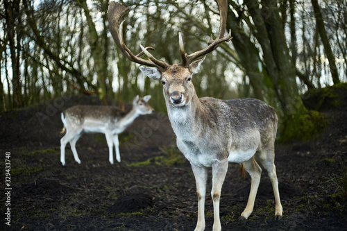  deer in the forest © Роман Мельник
