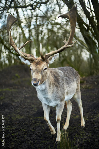 deer in the forest