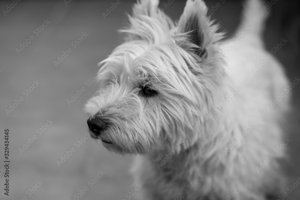 Black and white. Dog staring his food. Black and white. Dog staring his food.