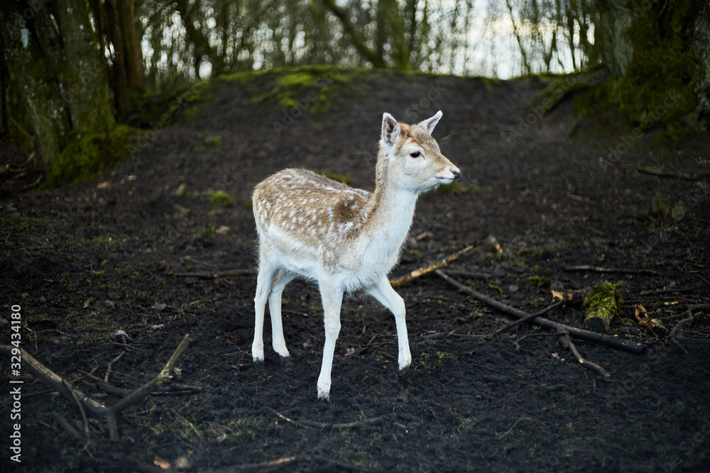 deer in the forest deer in the forest