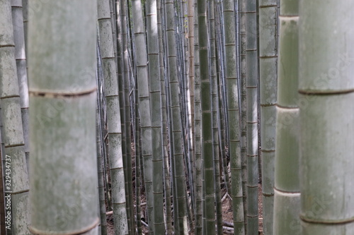 Bosque de bamb   de Arashiyama en Jap  n