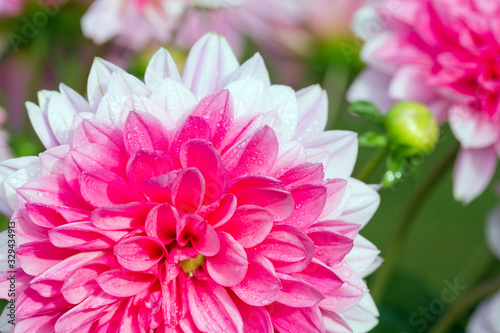 Macro shot of a pink dahlia.